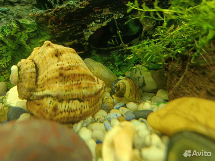 Пистия, аквариумное растение, креветки, улитки