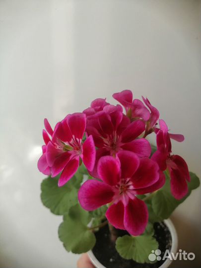 Герань пеларгония