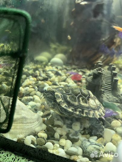 Черепаха с аквариумом и рыбками