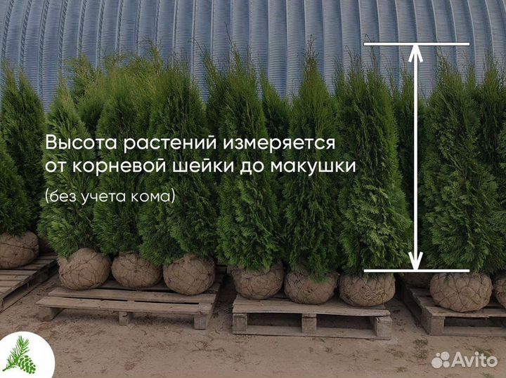 Туя Смарагд 1,3м - для посадки летом