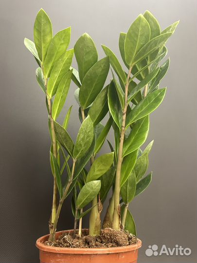 Замиокулькас