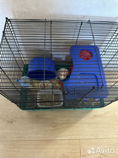 Сирийский хомяк девочка