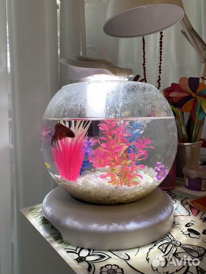 Аквариум с рыбками