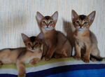 Чистокровные абиссинские котята