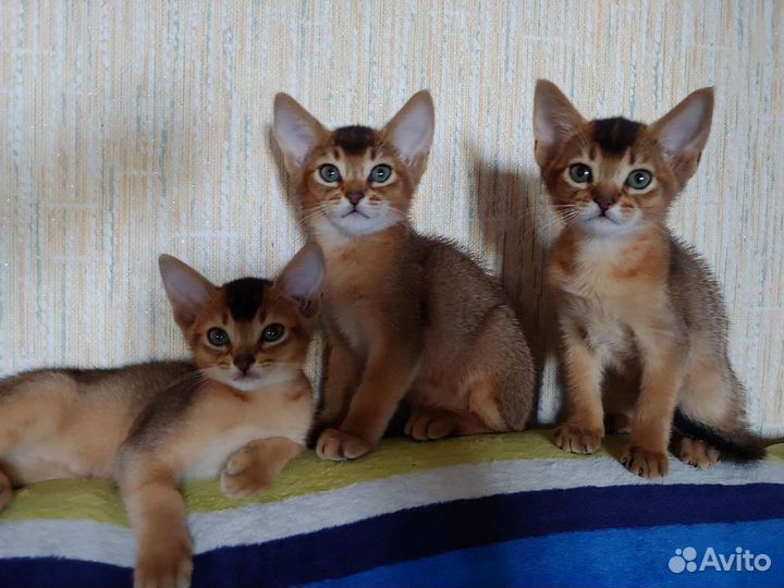Чистокровные абиссинские котята