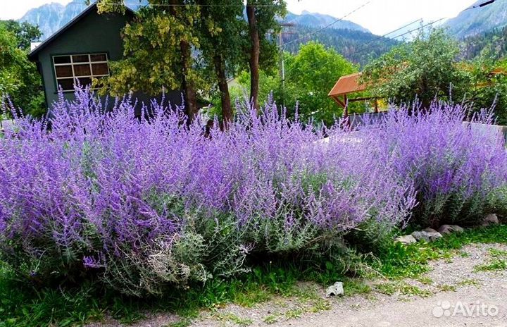 Перовския лебедолистная многолетняя, неприхотливая