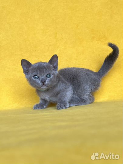 Бурманксий котенок голубого оркаса с документами