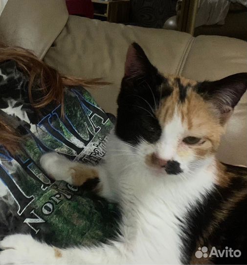 Кошка в добрые руки