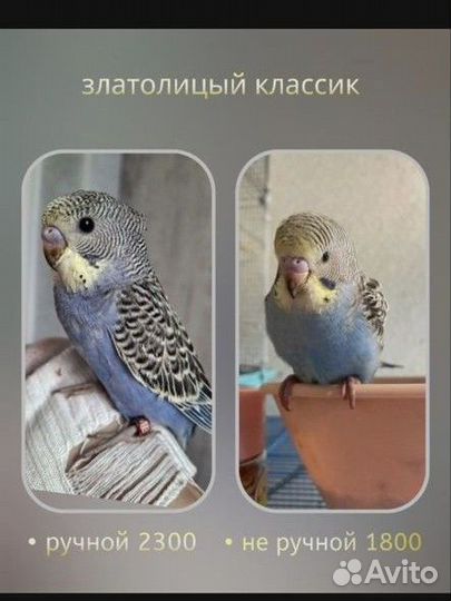 Волнистый попугай