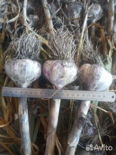 Чеснок-Любаша