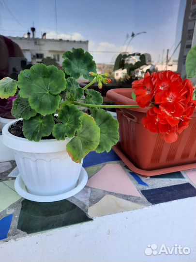 Пеларгония герань