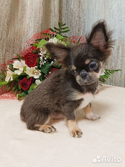 Чихуахуа мальчик