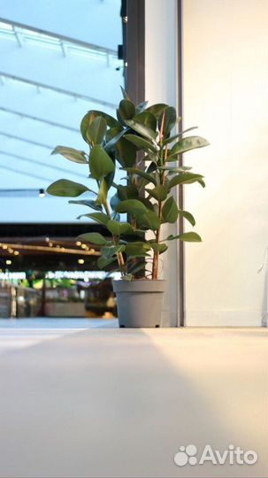 Фикус эластика