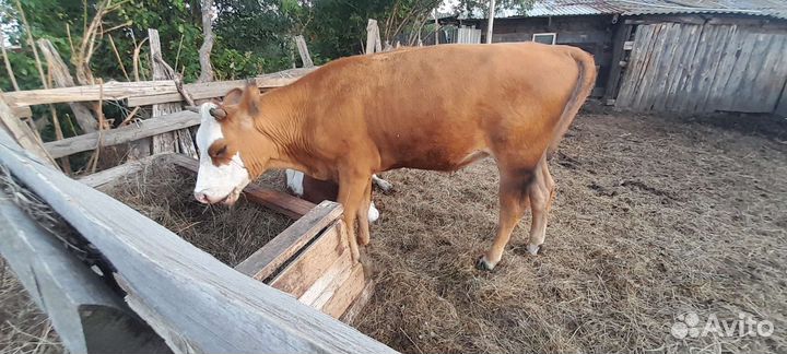 Тёлка 1.6 месяцев