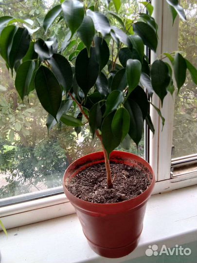 Фикусы разные