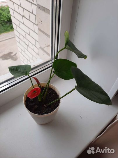 Педилантус и Традесканция,Антуриум