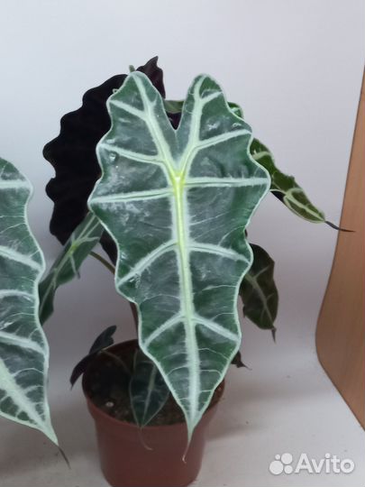 Алоказия полли