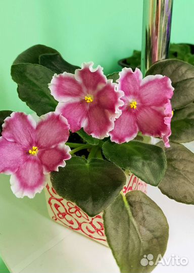 Фиалка-цветущие стартеры