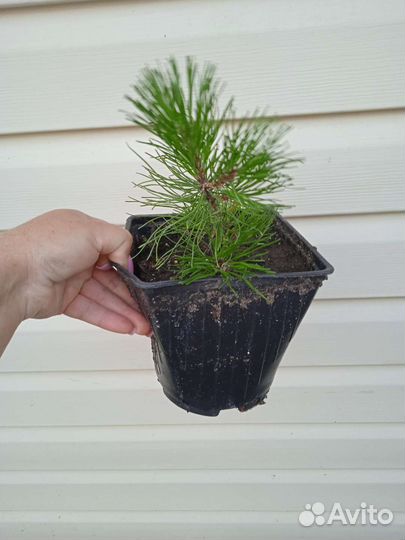 Сосна горная мугус, пумилио