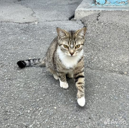 Кошка