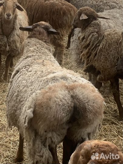 Овцы