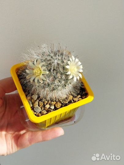 Кактус