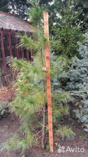 Саженцы сибирского кедра и пихты