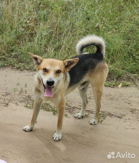 Пёс в добрые руки