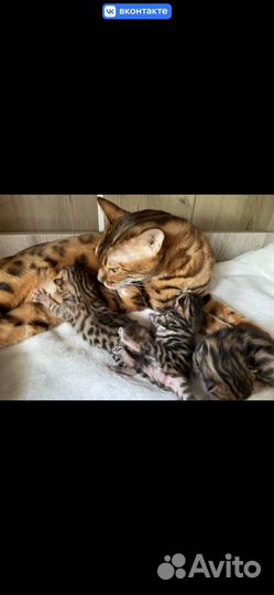 Бенгальская