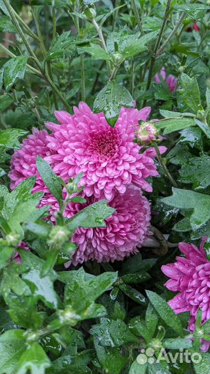 Хризантема