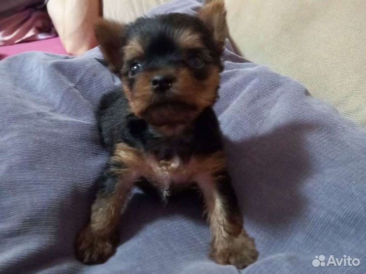 Йоркширский терьер мини девочка