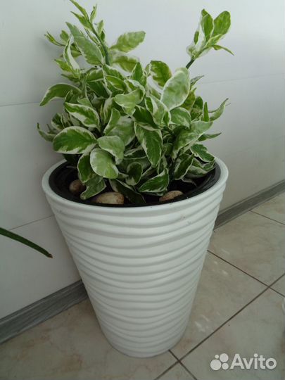 Домашние растения разные