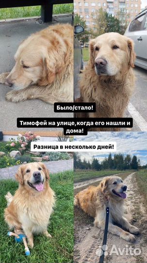 Золотистый ретривер в дар