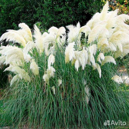 Кортадерия