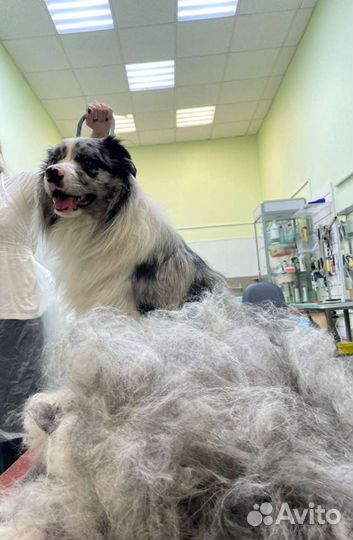 Груминг собак