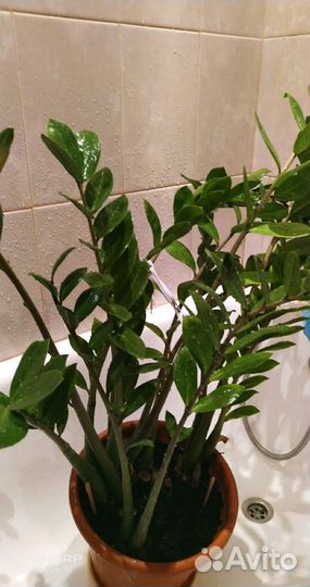 Замиокулькас