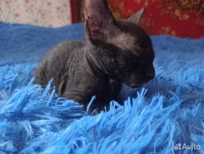 Канадский сфинкс