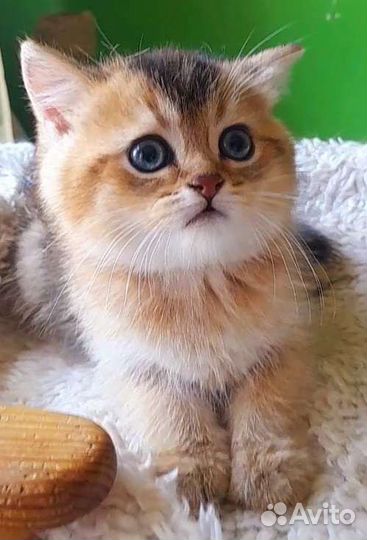 Кошка золотая. Питомник
