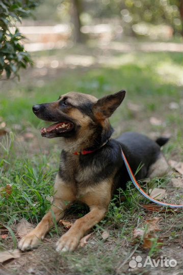 Метис немецкой овчарки