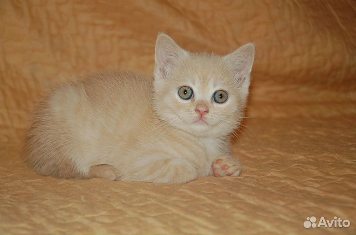 Шотланские котята