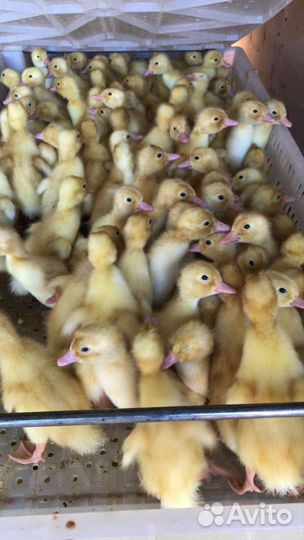 Утята Старт 53