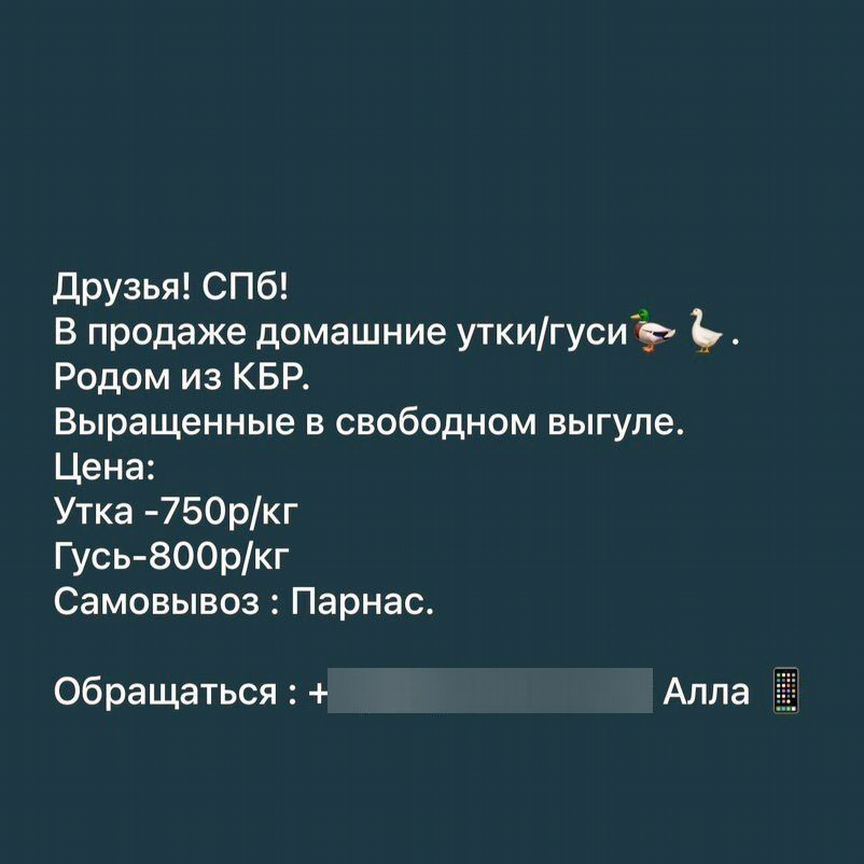 Домашние утки/гуси