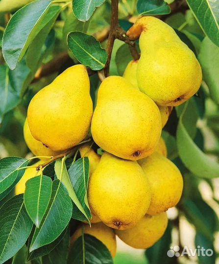 Саженцы карликовой груши, колоновидной груши