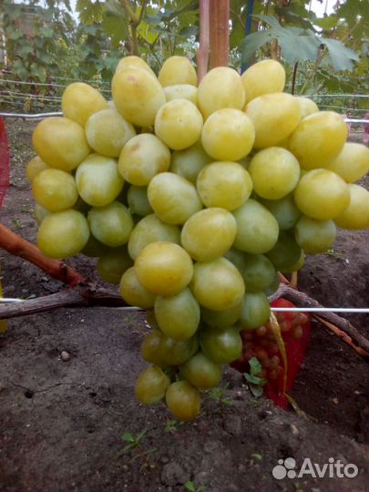 Саженцы И черенки винограда