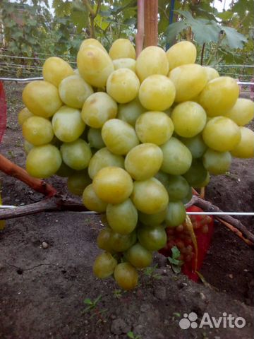 Саженцы И черенки винограда