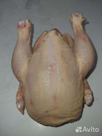 Цыплята