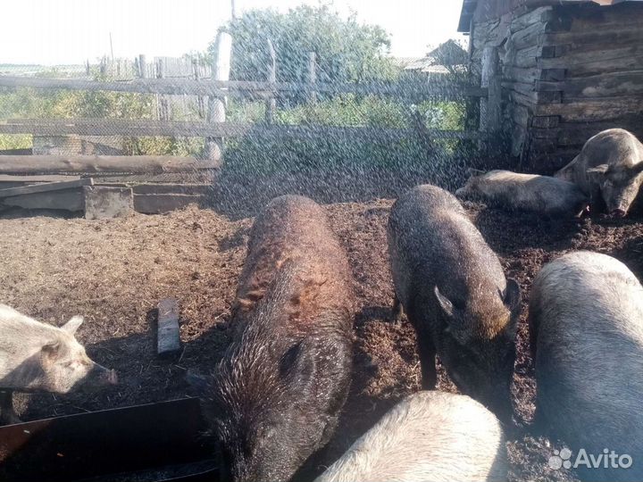 Поросят, мясо свинина