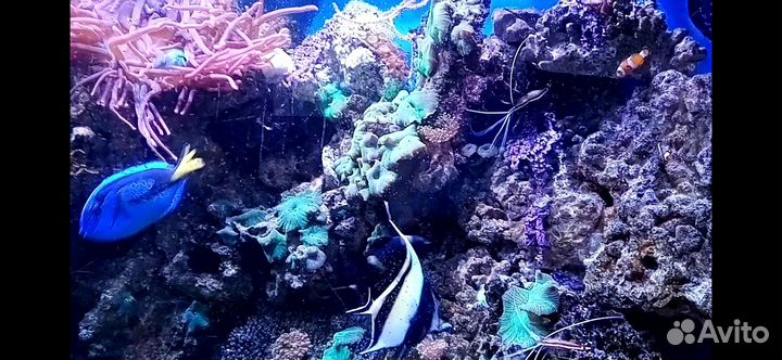 Морской аквариум