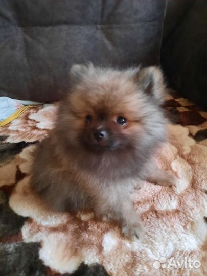 Щенки шпица