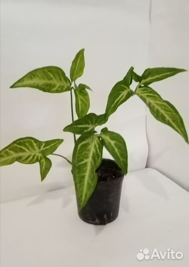 Комнатные цветы